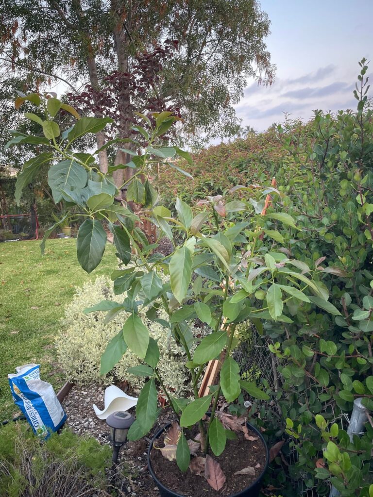 Thoughts on my avocado tree? Thoughts on my avocado tree?
