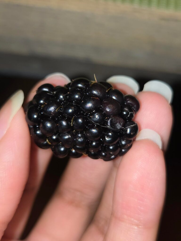Thread on blackberries? Thread on blackberries?