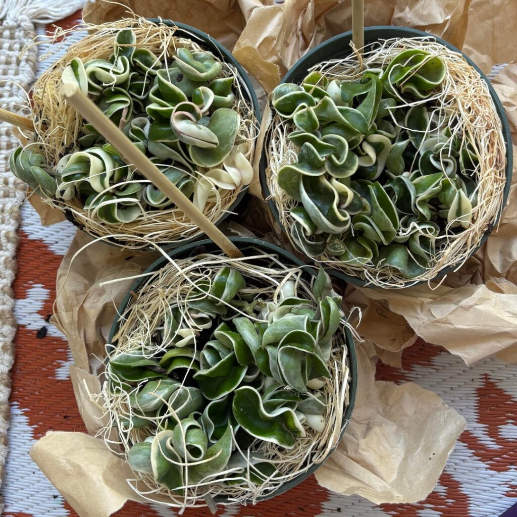 found these babies mispriced online on my birthday – $6 each for a 6″ pot! (update) found these babies mispriced online on my birthday - $6 each for a 6" pot! (update)