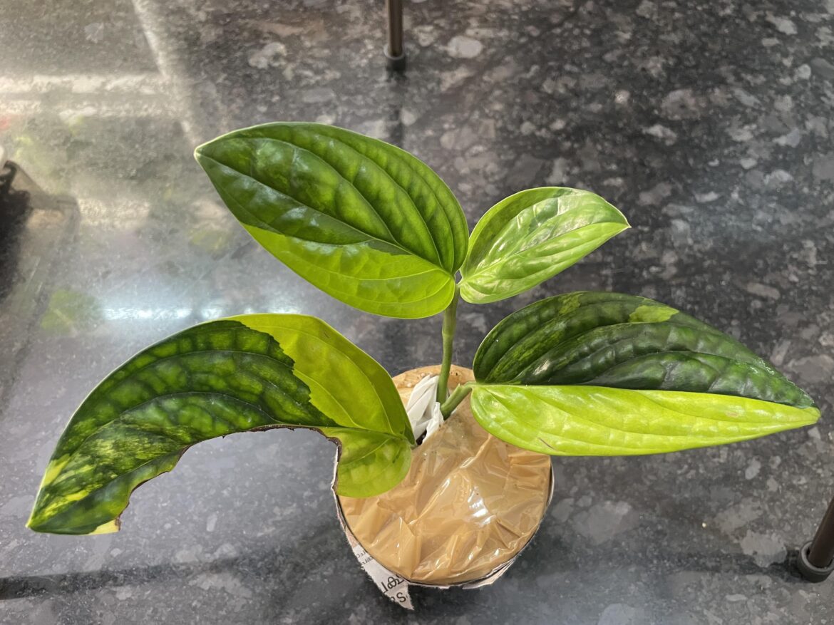 Share your favourite variegated plant