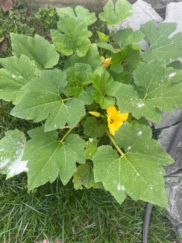 Randomly grew in my yard
