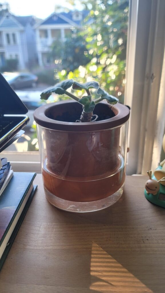Bloomed previously but taking a longer time now