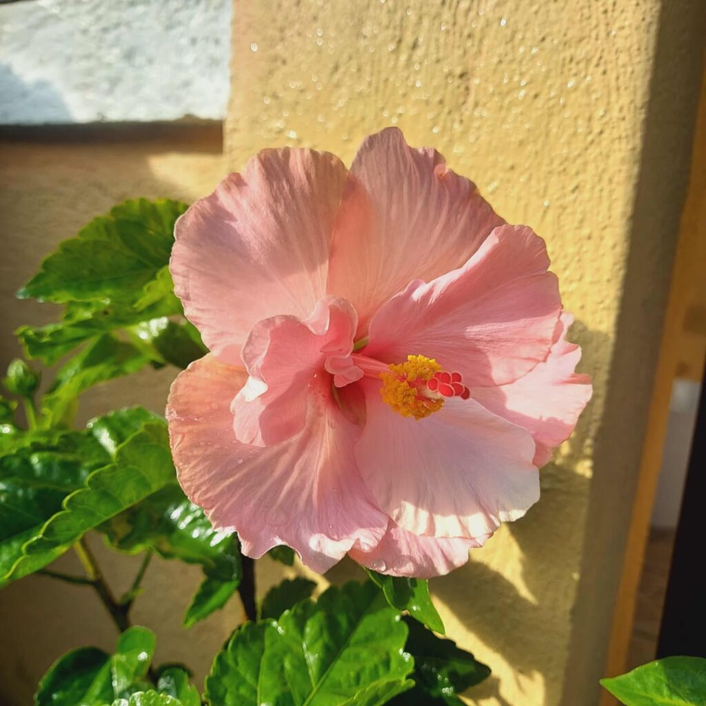 First bloom of my newly-bought hibiscus <3