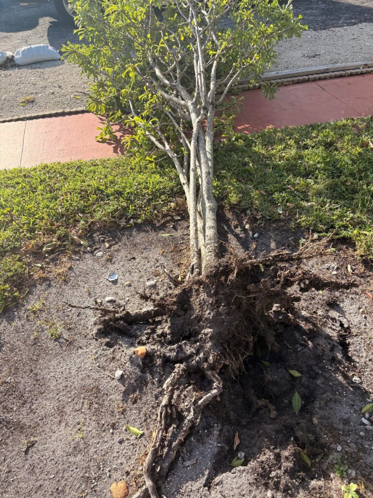 Wind knocked our tree over, is it possible to get it replanted?