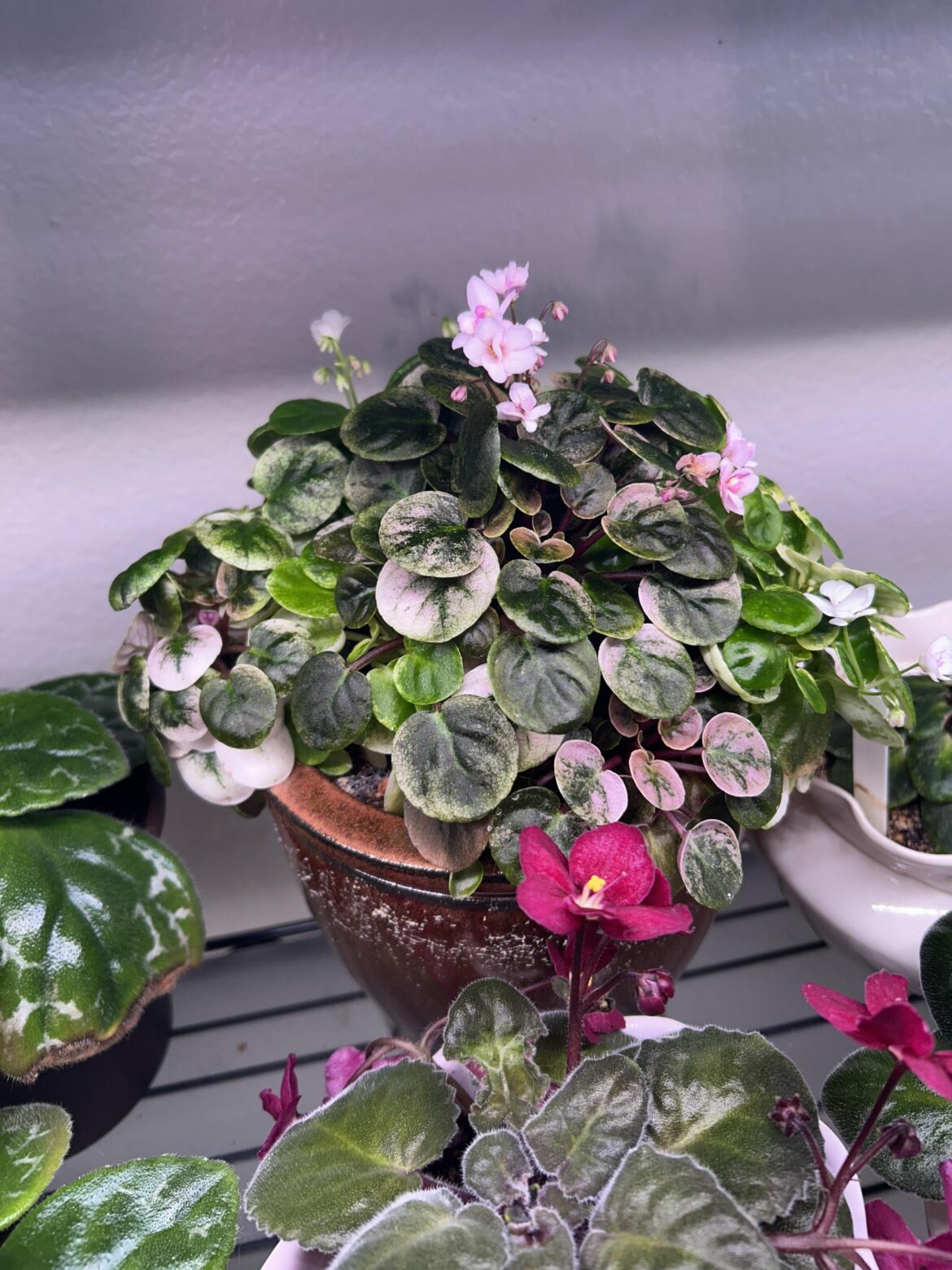 A lovely bush of Champagne Pink Trailer