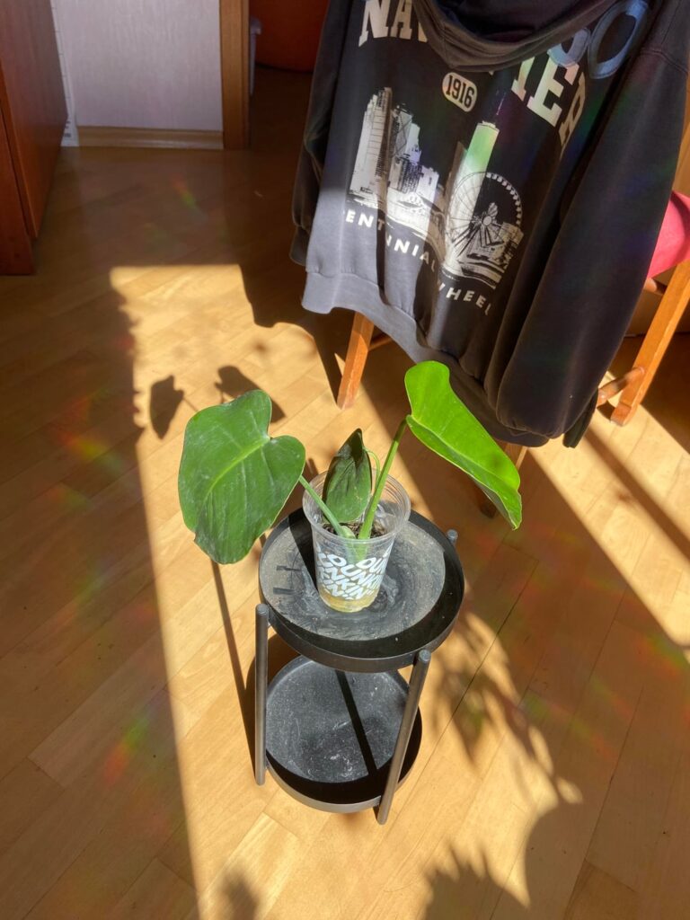Is this enough sunlight for my monstera?
