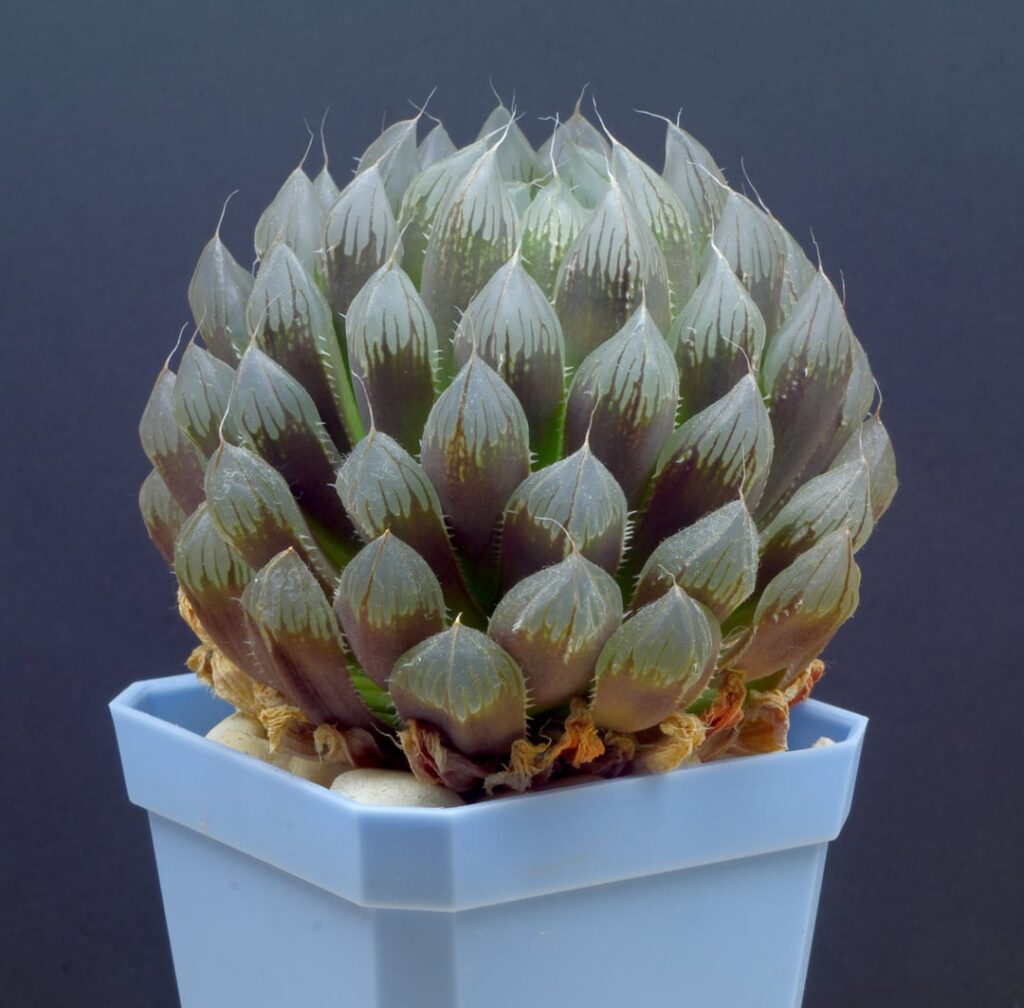 a couple portraits and another indoor companion plant trial a couple portraits and another indoor companion plant trial