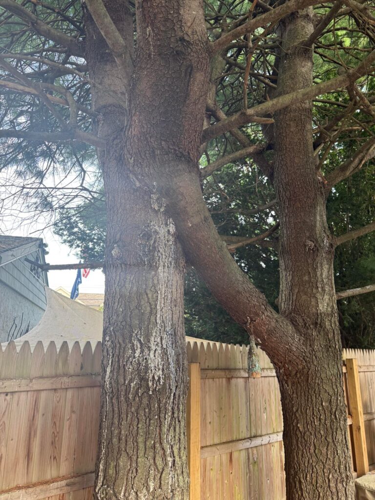 White pine fusion