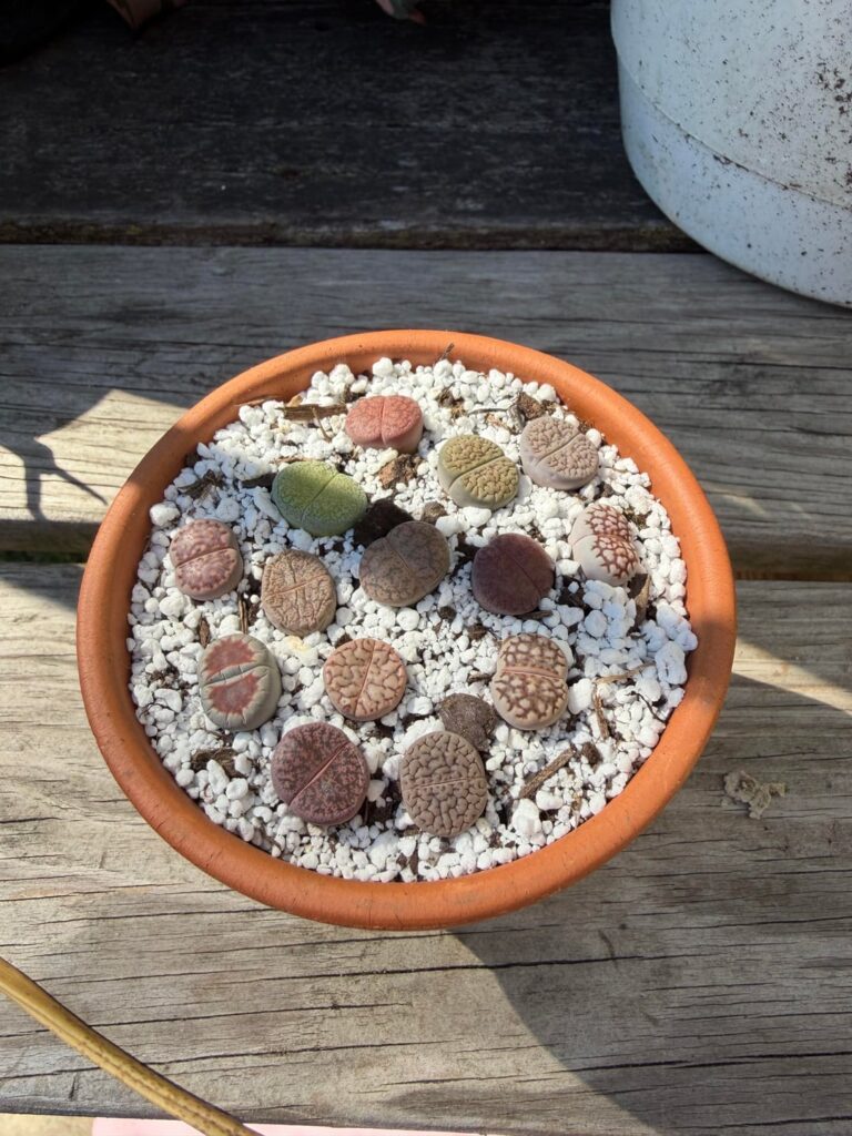 Just got these little guys! A few questions..