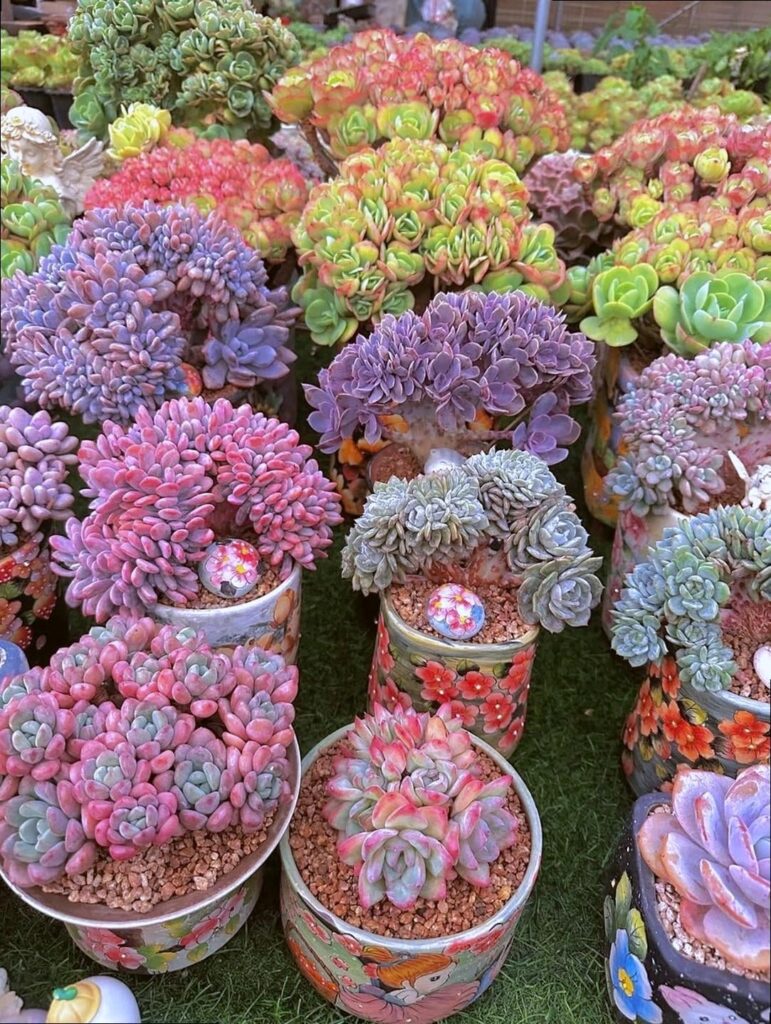 I passed by in a fair in our area and I see this beautiful succulents