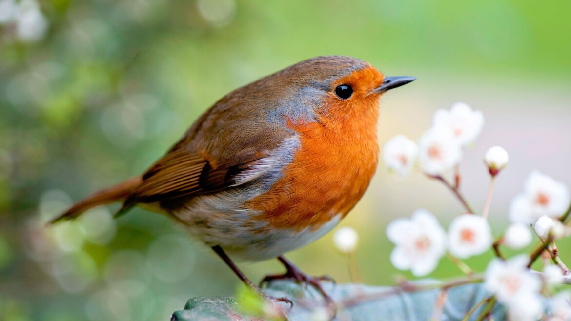 Gardeners urged to plant this spring bulb to attract birds Gardeners urged to plant this spring bulb to attract birds