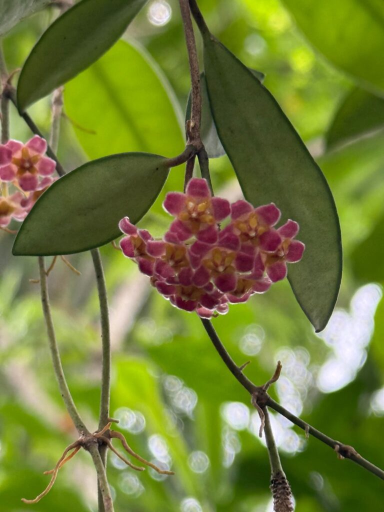 Hoya David Cummingii