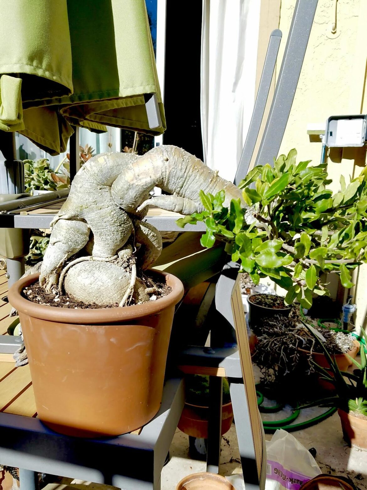 Fockea edulis, S African caudiciform, about 20 years old