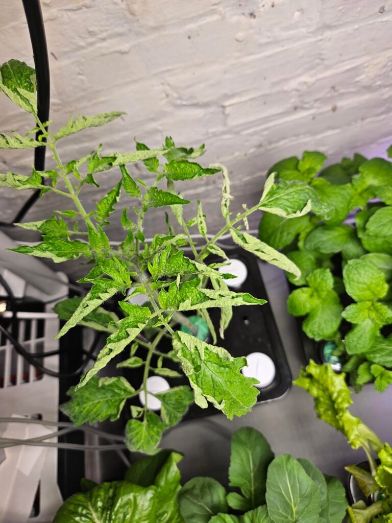 What’s up with my tomato plant? What's up with my tomato plant?