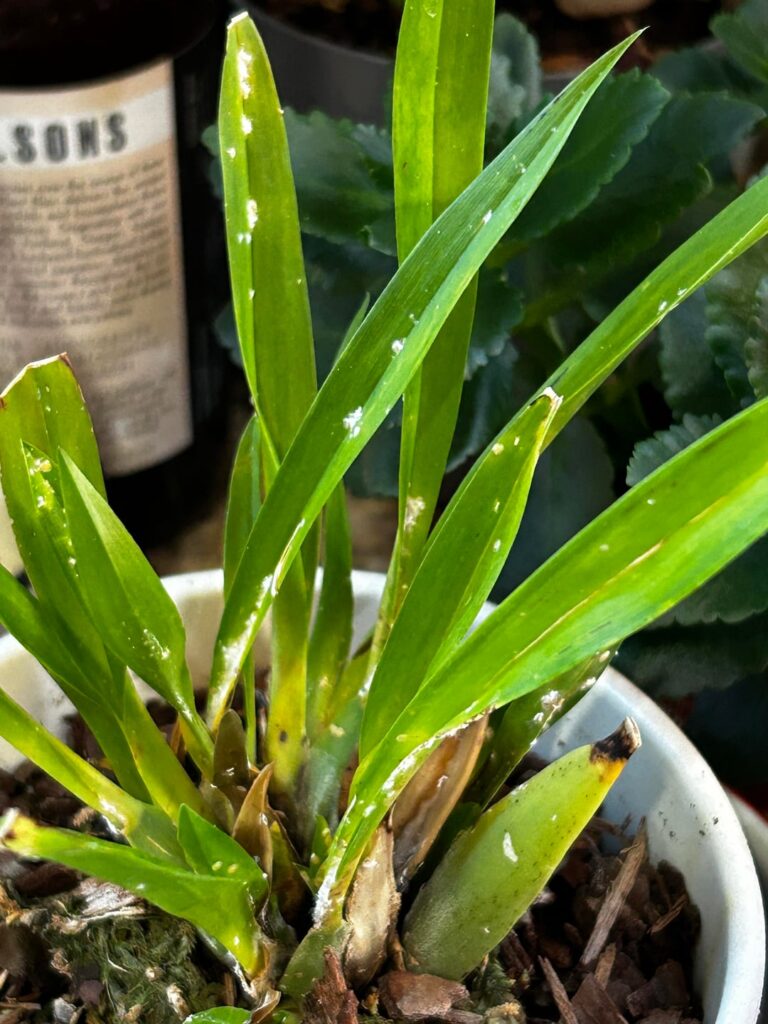 What are these white things? What are these white things?