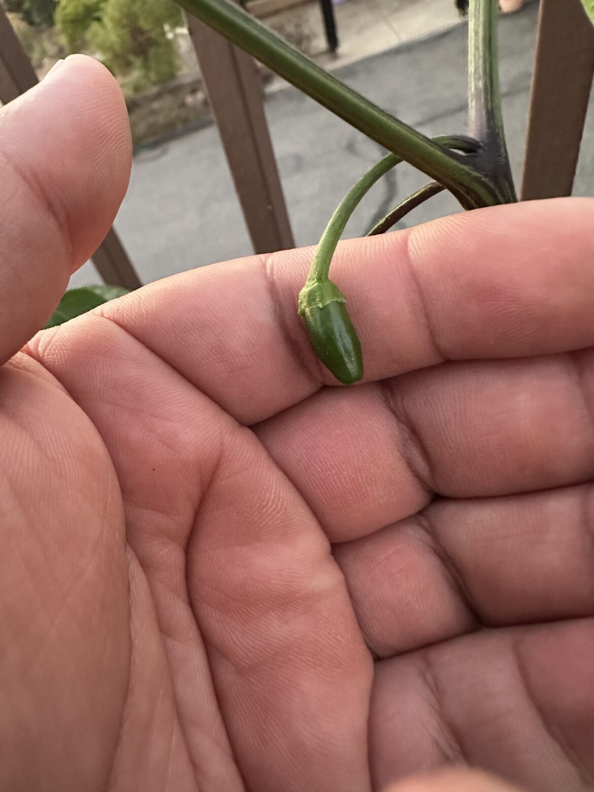 First Pepper! 🌶️
