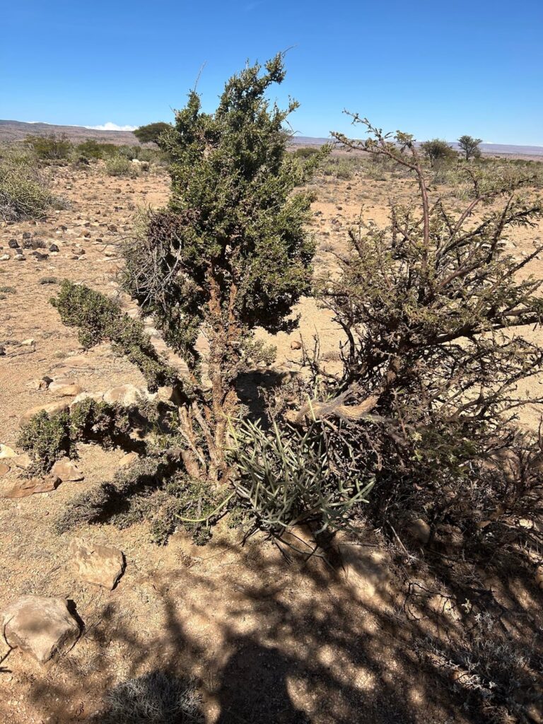 I was told this plant used to be sold for “explosive materials” which I found bizarre. Photos taken in Northern Somalia