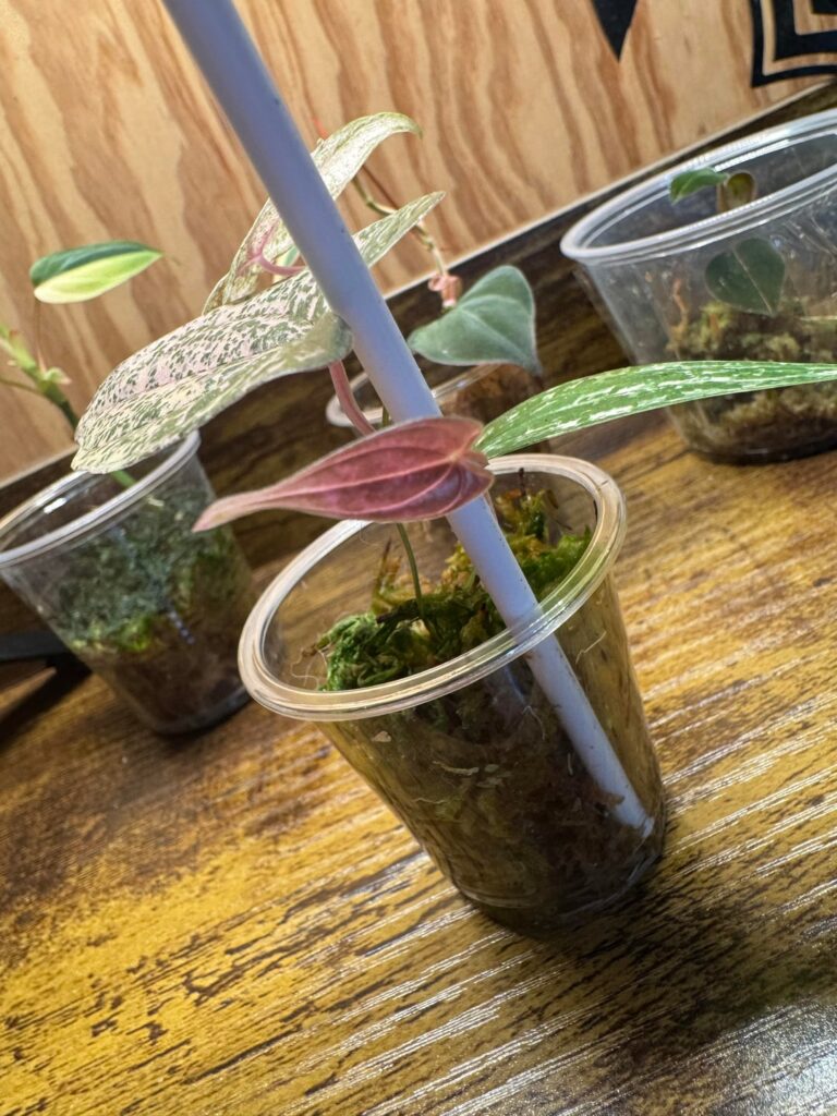 Dioscorea pixel pink have the cutest baby leaves