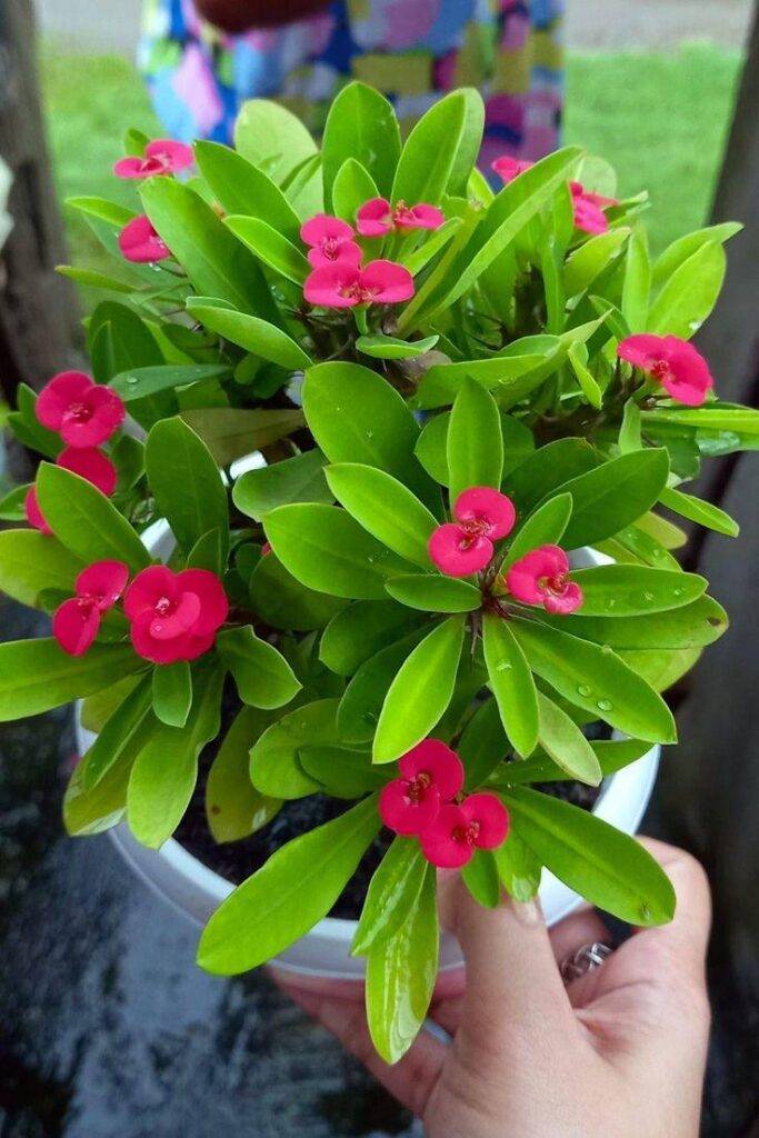 Can someone tell me what plant it is and how to take care of it?