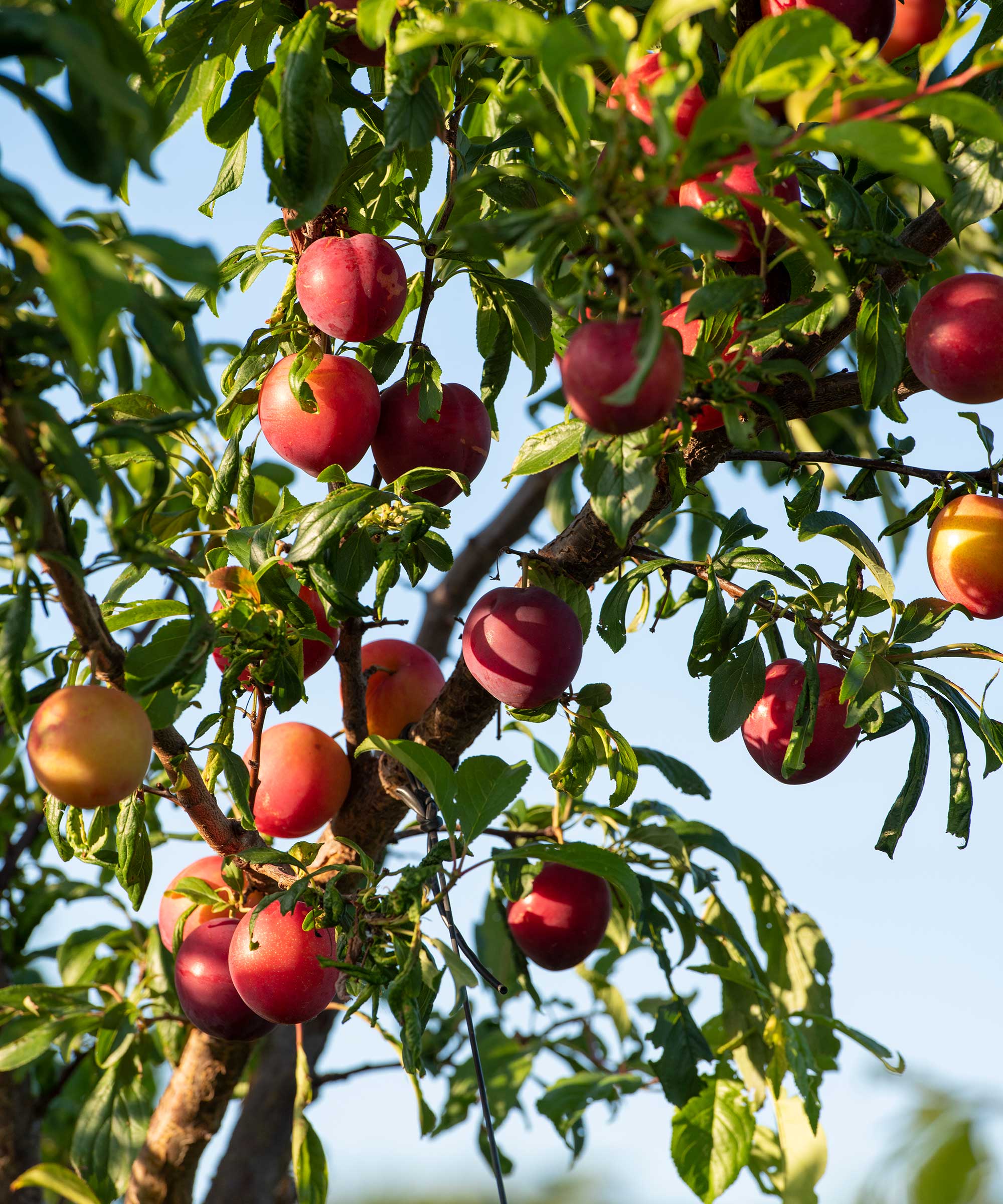 apples growing on tree