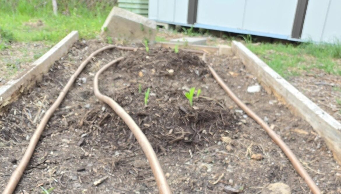 Gardener shares low-effort technique for thriving vegetables: 'I love this'