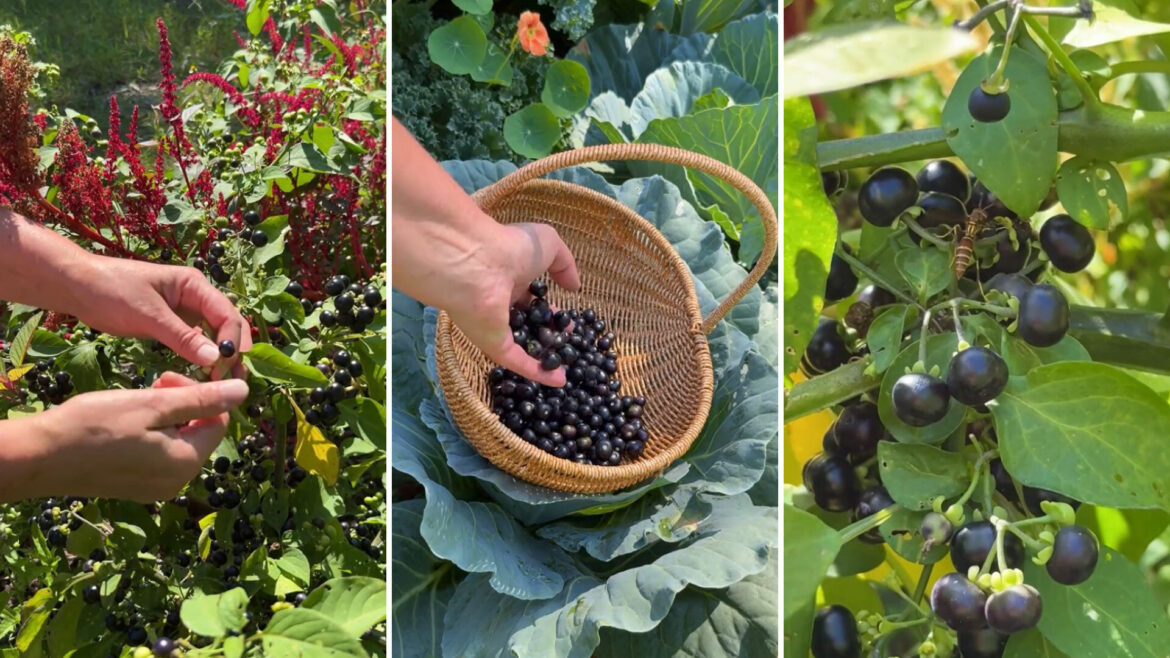 Expert gardener shares clever trick to keep your plants pest-free: ‘Working smart, not harder’ "I've flourished."