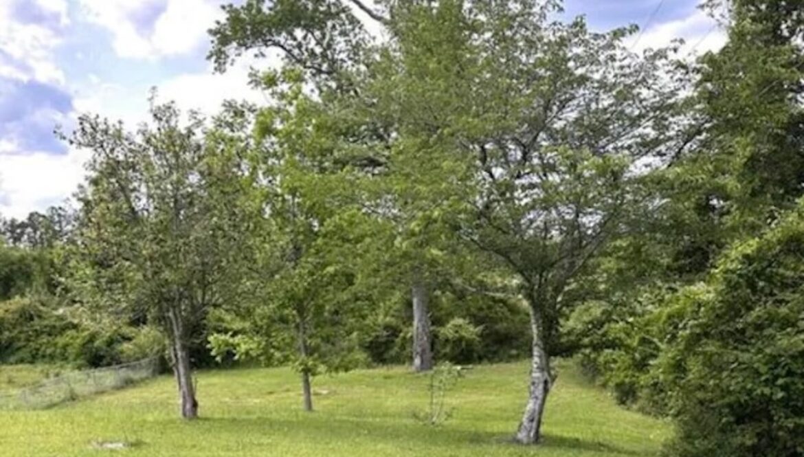 Gardener shares stunning before-and-after photos after transforming boring grass lawn: ‘Beautiful’ "Great work!"