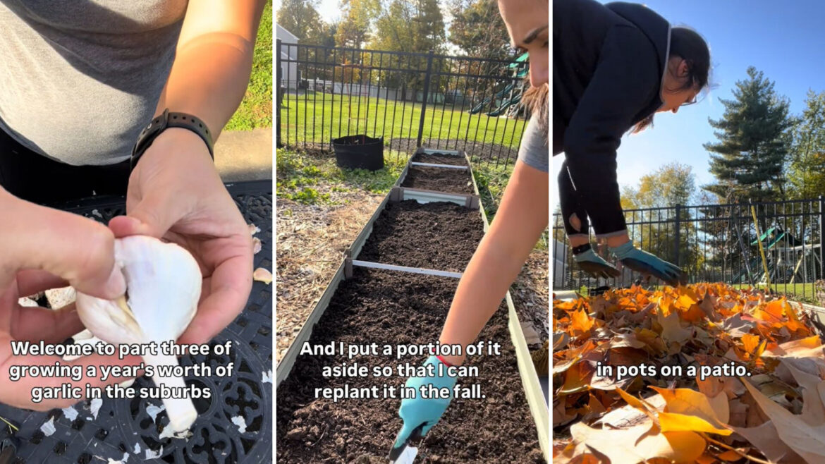 Expert gardener shares method to grow seemingly endless supply of pantry staple: ‘Love this idea’ "Going to try it."