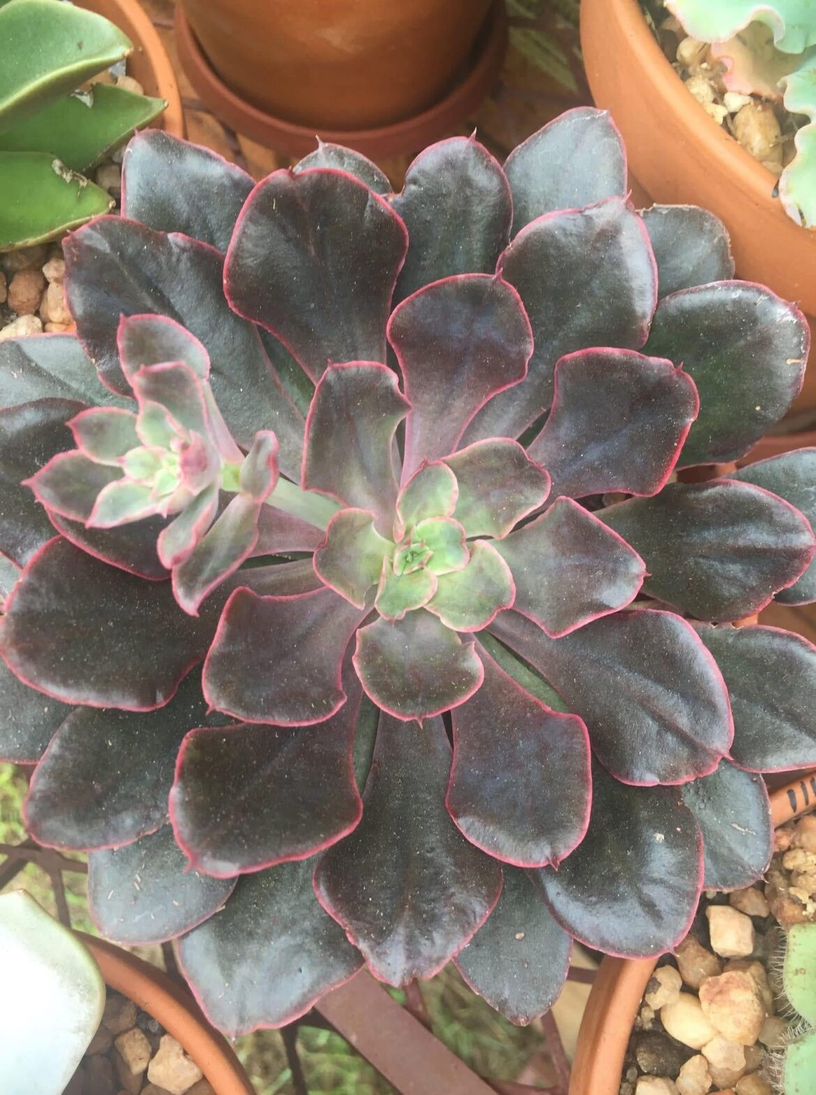Echeveria ‘Painted Frills’
