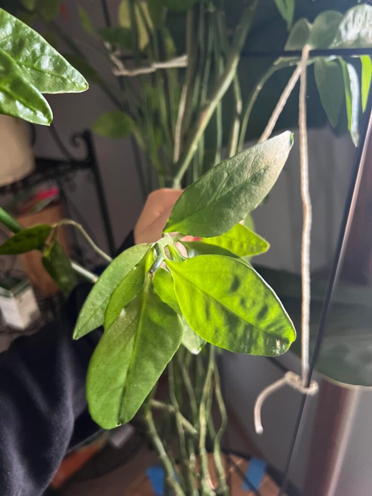 my 4 month kitten ate this plant in my mom’s house (please help)