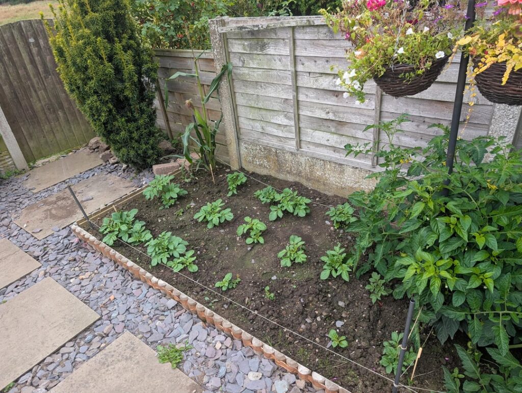 What happened to my potatoes? Should I just dig them up?