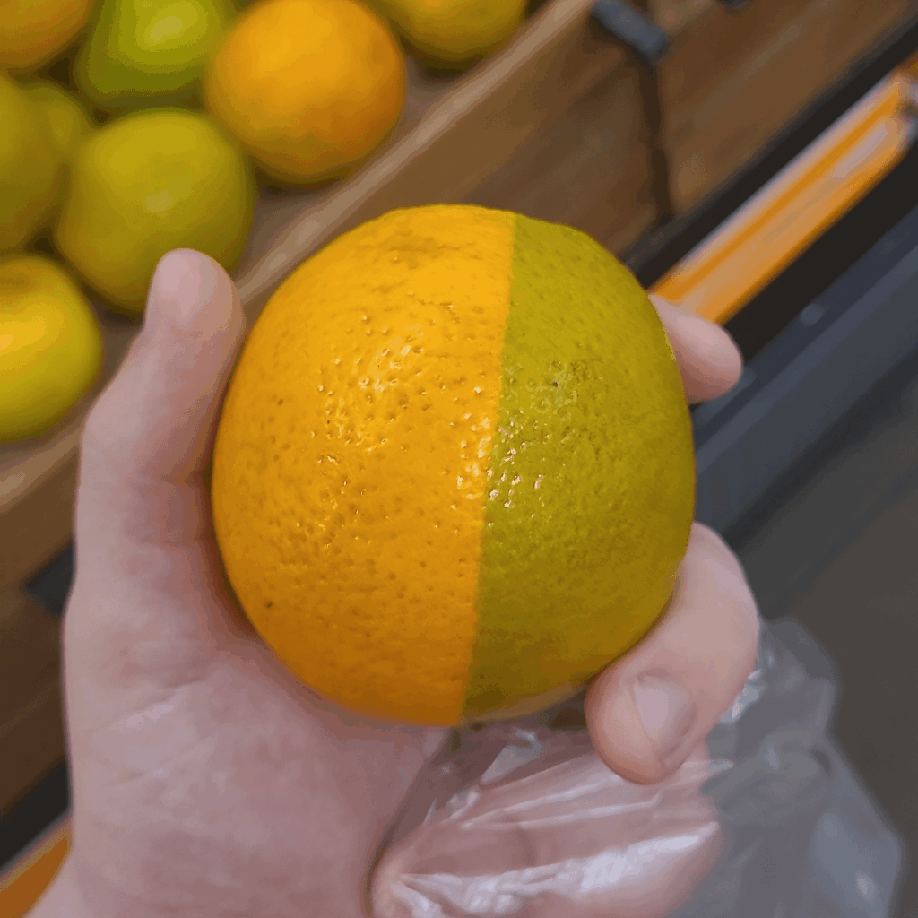 What happened to this orange? What happened to this orange?