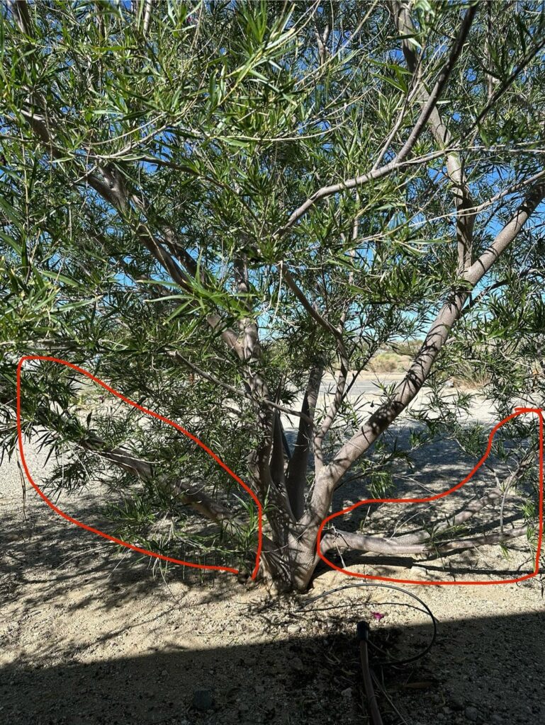 Should I prune this desert willow?