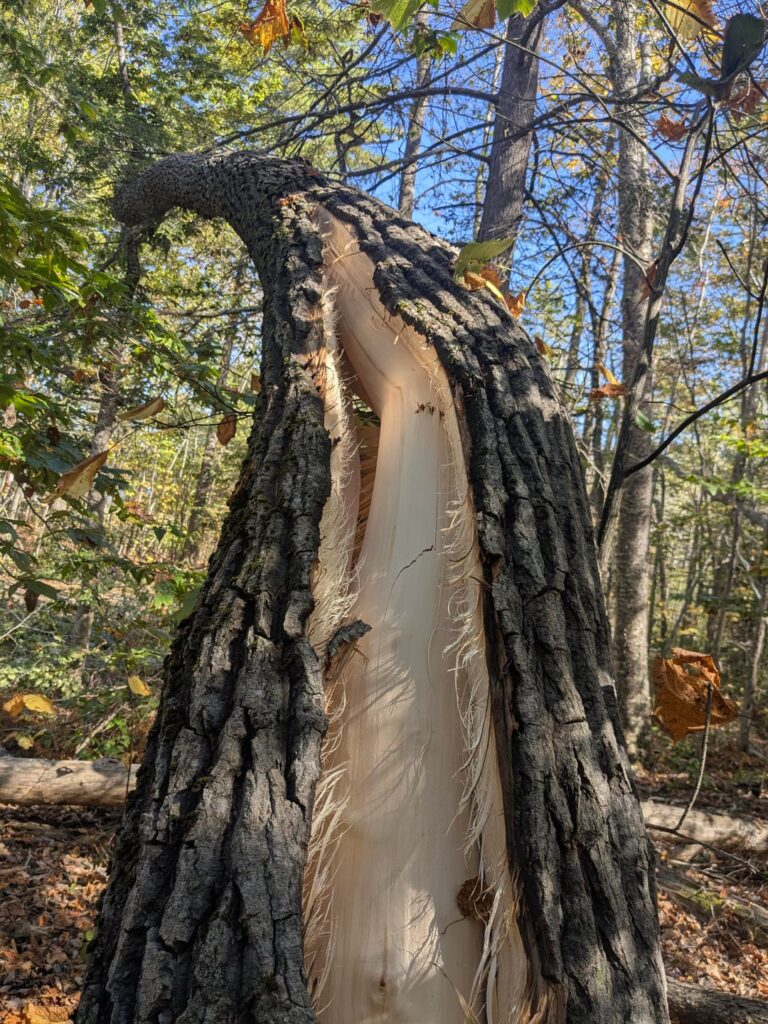 Why did this tree fall?