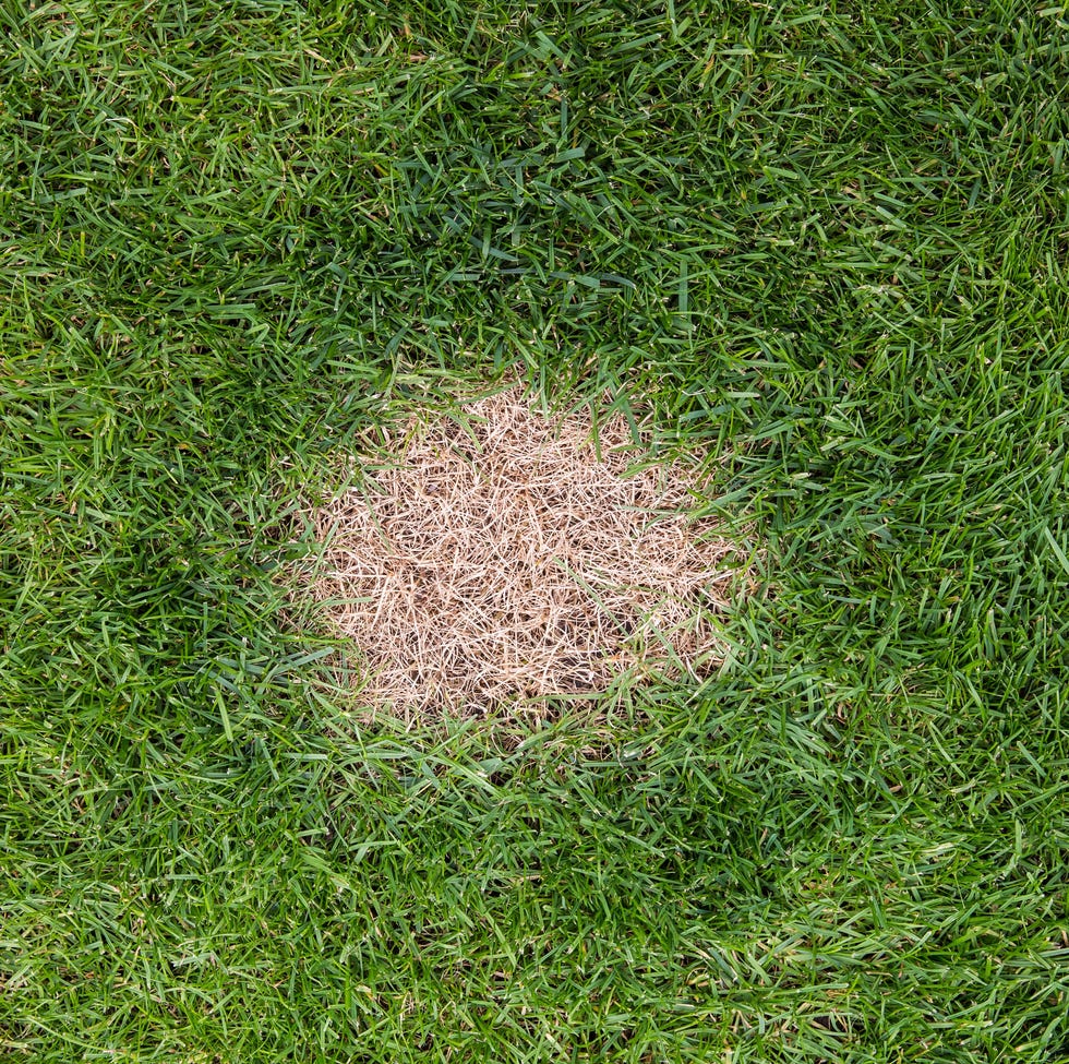 Lawn with patch  looking down from above onto a brown and dead patch of grass