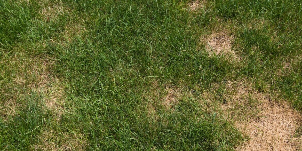 Brown Lawn Patches? Here’s What To Do If Your Grass Has This Autumnal Disease Brown Lawn Patches? Here’s What To Do If Your Grass Has This Autumnal Disease