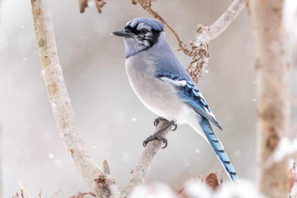 Close-up of blue jay perching on branch close up of blue jay perching on branch
