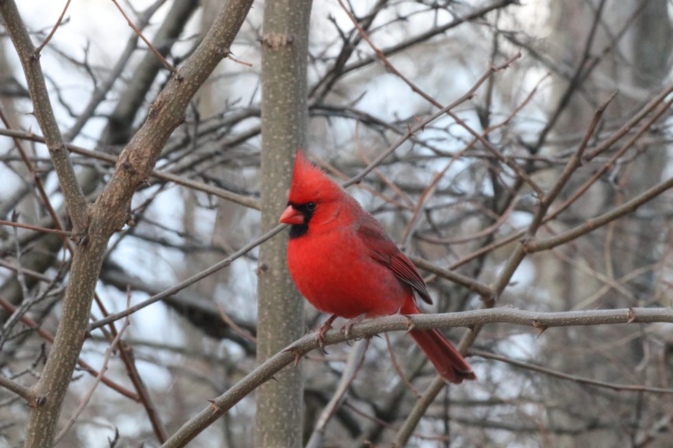 Nothern Cardinal male northern cardinal perched in winter.