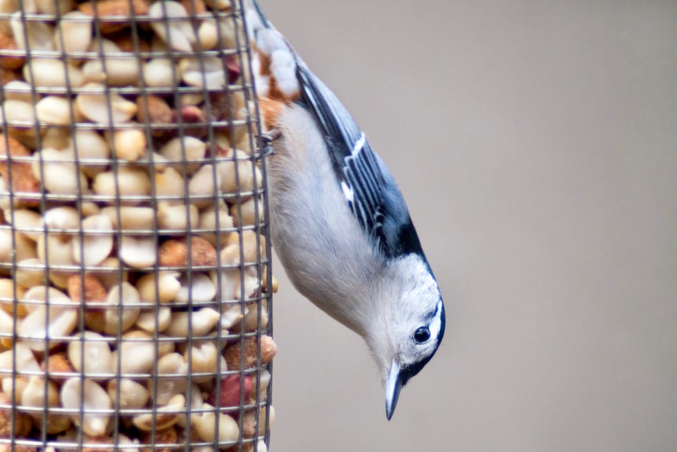 Close-Up of White-Breasted Nuthatch Clinging to Feeder close up of a white breasted nuthatch clinging in its usual upside down stance to the side of a backyard bird feeder in smyrna, ga.