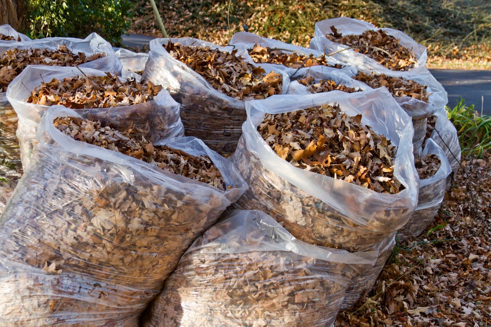 a group of autumn oak tree leaves in open plastic bags by the side of the road waiting for pick up and disposal