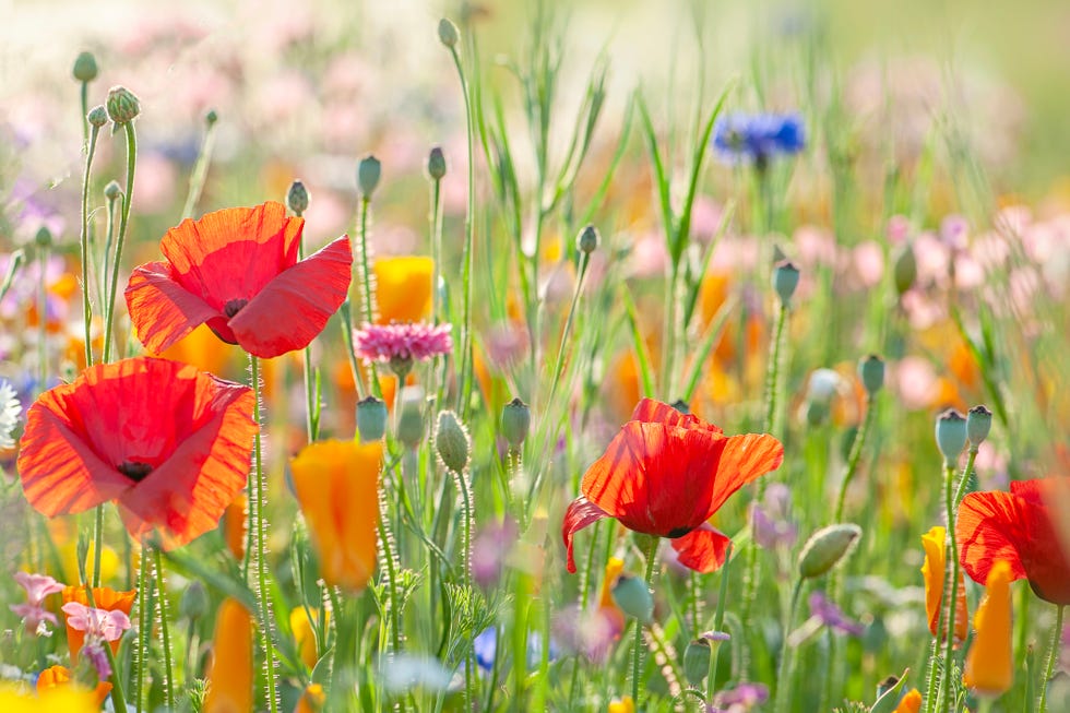 red poppy flowers in a wildflower