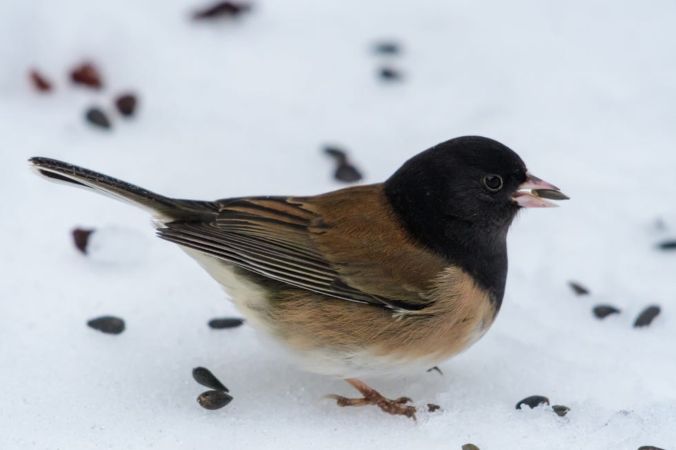 Dark-eyed Junco bird foraging in snow among scattered seeds
