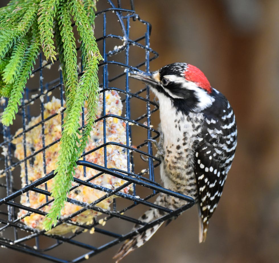 Handsome Downey Woodpecker eating bird seed suet stunning handsome downey woodpecker eating bird seed suet in tree