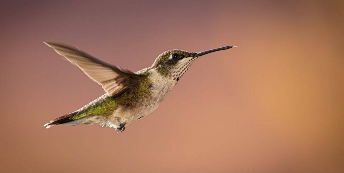 The #1 Thing You Can Do to Help Backyard Hummingbirds Survive the Winter