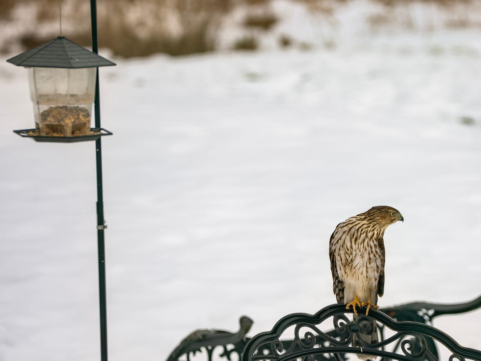 Hawk next to Bird Feeder hawk perched on ornate metal fence near bird feeder in a snowy environment