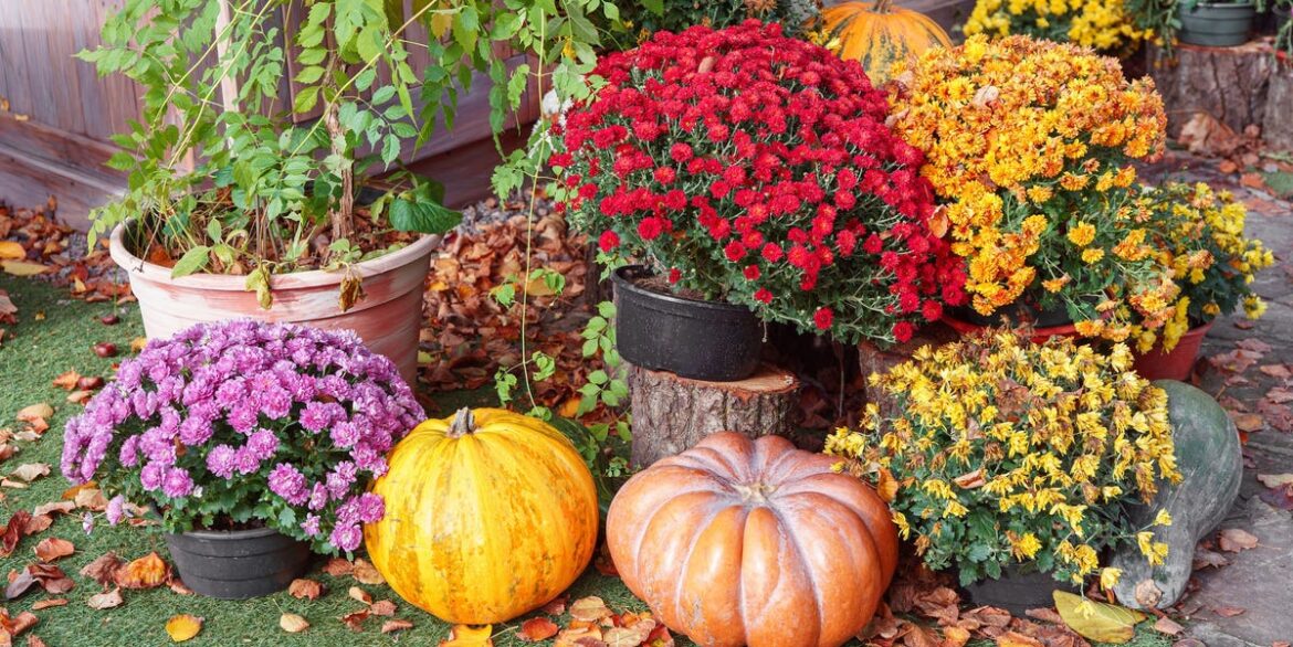 11 Best Fall Container Plants for a Cozy Autumn Display 11 Best Fall Container Plants for a Cozy Autumn Display