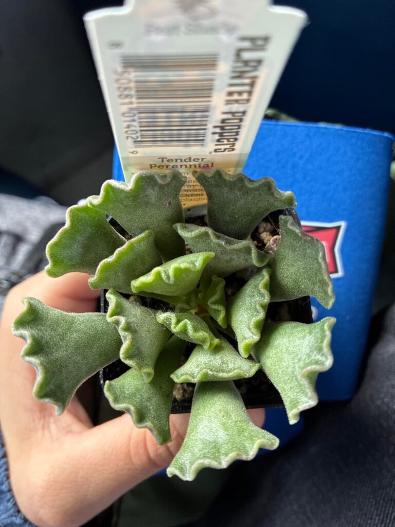 is my succulent dying? is my succulent dying?