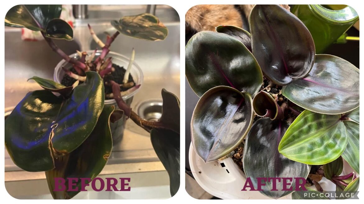 Plants that make me say dayummm