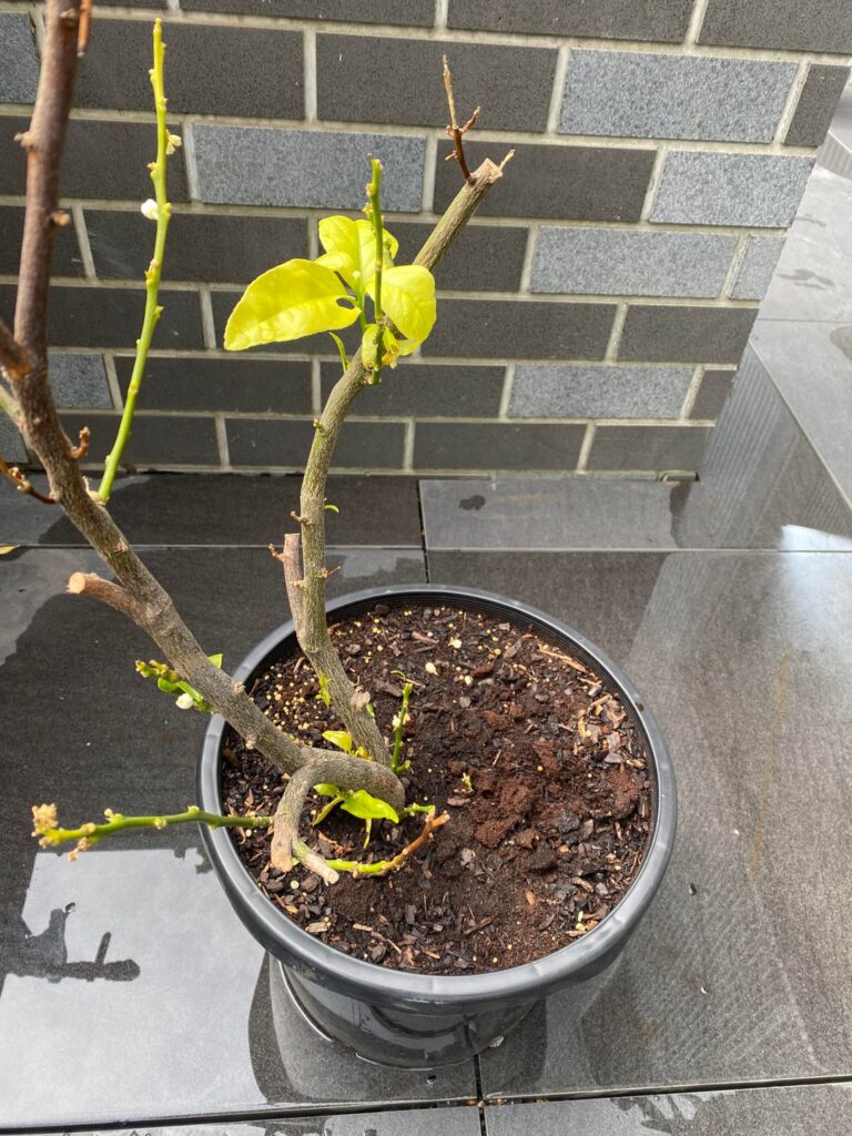 What’s wrong with my lime tree?