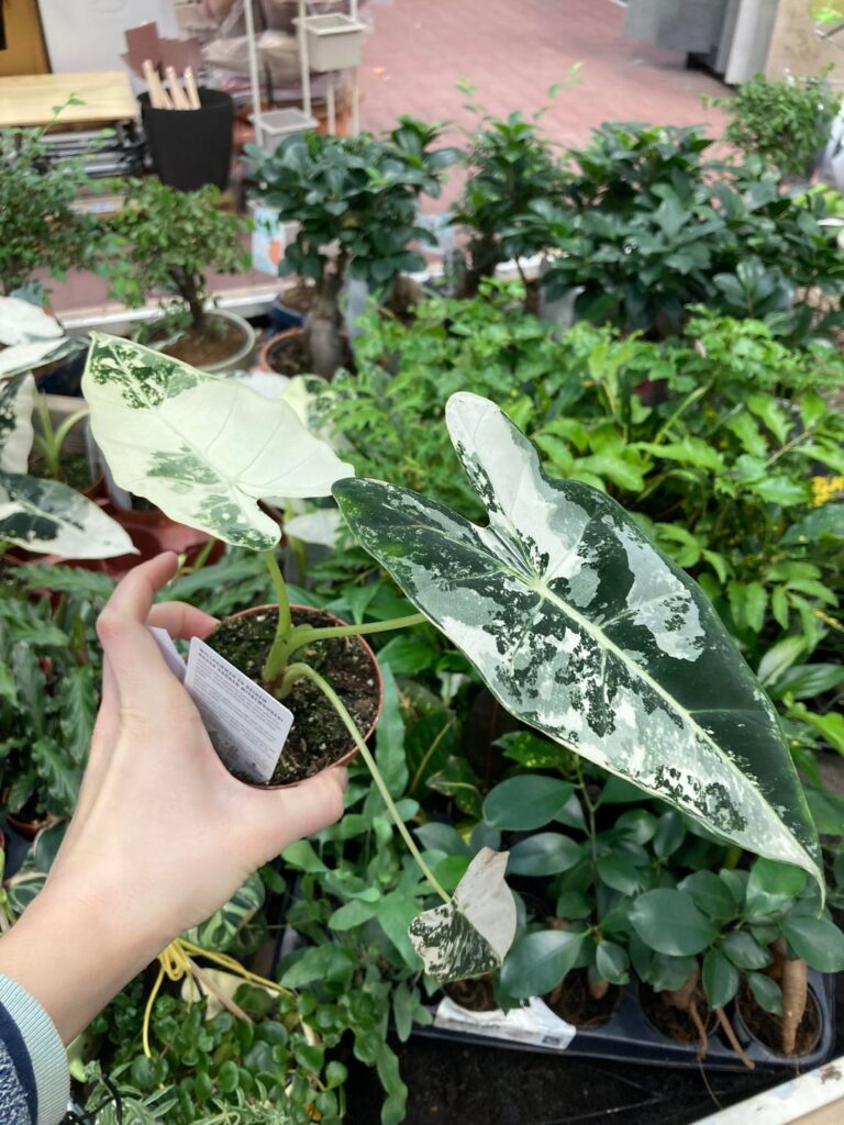 Got this beauty today! Any tips?